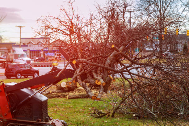 Best Emergency Tree Removal  in Audubon, PA