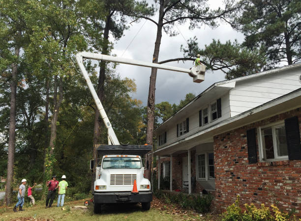 Best Commercial Tree Services  in Audubon, PA