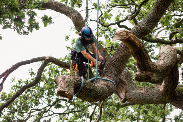 Best Hazardous Tree Removal  in Audubon, PA