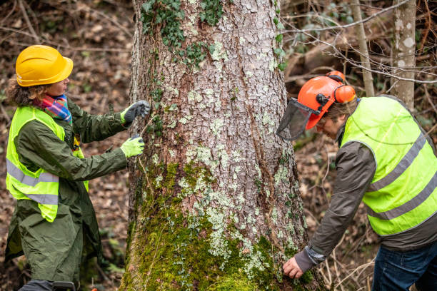 Trusted Audubon, PA Tree Care Experts