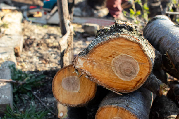 How Our Tree Care Process Works  in  Audubon, PA