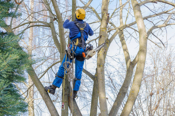 Best Lawn Disease Treatment  in Audubon, PA