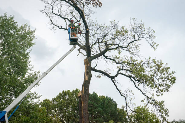 Best Tree Trimming and Pruning  in Audubon, PA