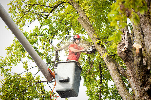 Best Tree Mulching  in Audubon, PA