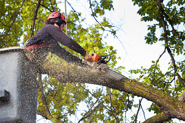 Best Lawn Maintenance Plans  in Audubon, PA