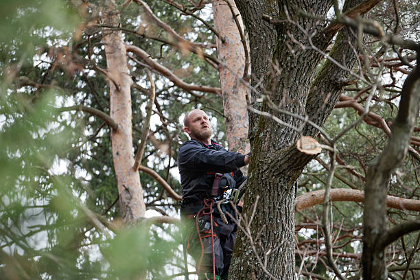 Best Tree Health Inspection  in Audubon, PA