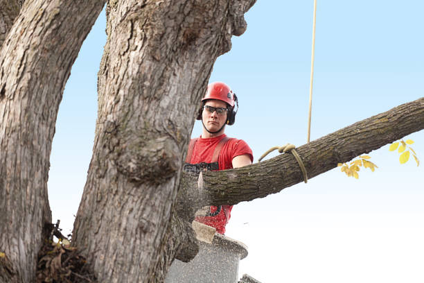 Best Tree Risk Assessment  in Audubon, PA